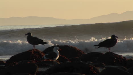 Waves-break-on-a-beach-behind-seagulls