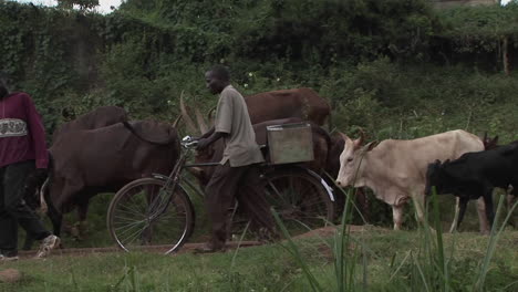 Medium-shot-of-men-leading-cattle-down-a-path-in-a-village-in-Uganda