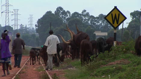 Medium-shot-of-men-herding-cattle-along-a-railroad-track-on-the-outskirts-of-Kampala-Uganda