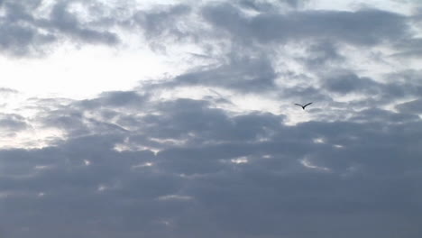 Zoomout-Eines-Einsamen-Vogels,-Der-In-Richtung-Eines-Sich-Verdunkelnden-Himmels-über-Kampala,-Uganda,-Schwingt