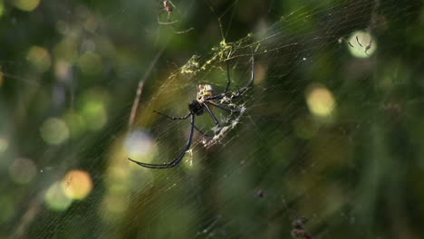 A-large-spider-spins-a-web-in-a-jungle-or-rainforest
