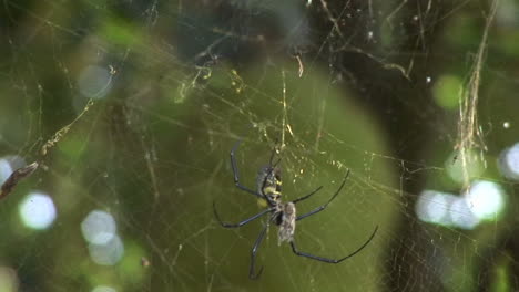 A-spider-hangs-in-its-web-in-front-of-a-Jackfruit-tree