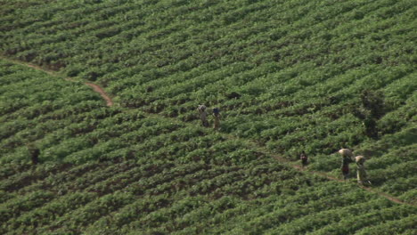 Vogelperspektive-Von-Afrikanischen-Bauern,-Die-über-Ein-Feld-An-Der-Grenze-Zwischen-Ruanda-Und-Uganda-Gehen