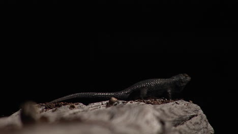A-lizard-appears-to-be-doing-push-ups-against-a-darkened-background