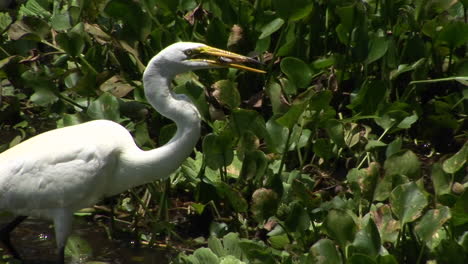 A-heron-in-a-Florida-swamp-catches-a-fish-in-its-beak