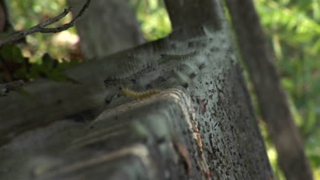 Hundreds-of-caterpillars-move-across-a-stone-step-in-the-Florida-Everglades