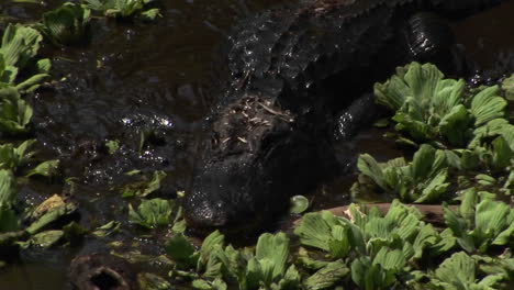 An-alligator-moves-quickly-through-brown-water-in-the-Florida-Everglades