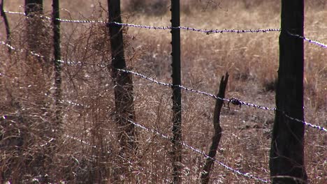 Closeup-of-a-barbed-wire-fence-in-a-grassy-field