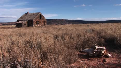 Medium-shot-of-a-cow-skull-in-the-brush-beside-an-abandoned-homestead