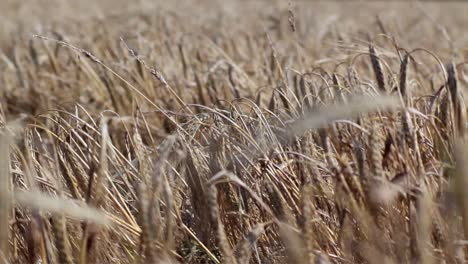 Barley-Field