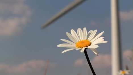 Gänseblümchen-Mit-Windkraftanlage