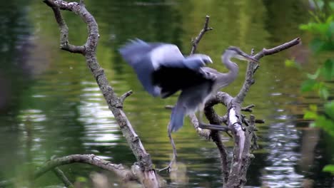 Heron-on-Branch