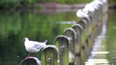 Gaviotas