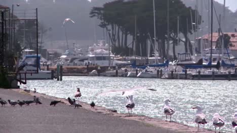 Birds-at-a-Dock