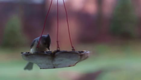 Birds-at-Feeder