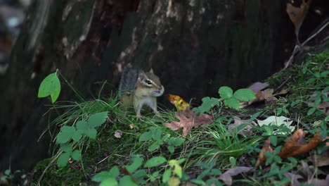 Chipmunk