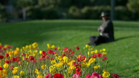 Flowers-In-Park