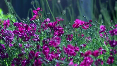 Purple-Flowers