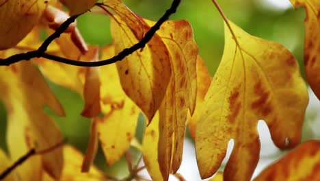 Autumn-Leaves