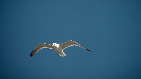 Gaviota-en-el-cielo