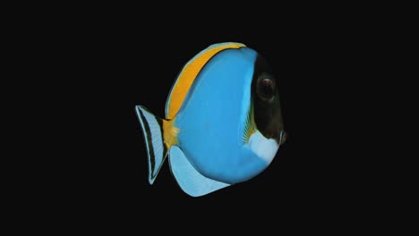 Blue-Tang-Fisch-Produktionselement