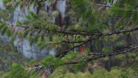 Pine-Trees-Blowing-in-Wind