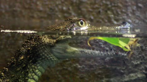 Baby-Crocodile-in-Water