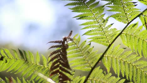 Fern-Tree-in-Sunlight