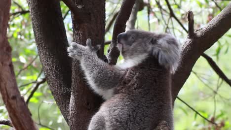 Koala-in-Tree