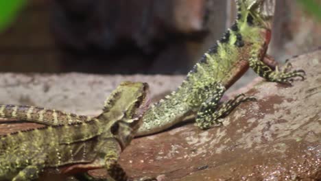 Lizards-Feeding-on-Crickets