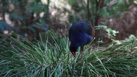 Moorhen-in-Bushes