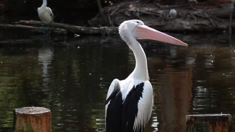 Pelikan-In-Der-Nähe-Von-See