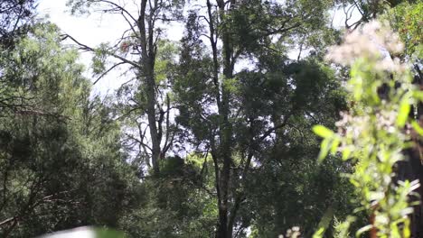 Trees-and-Bushes-in-Australia