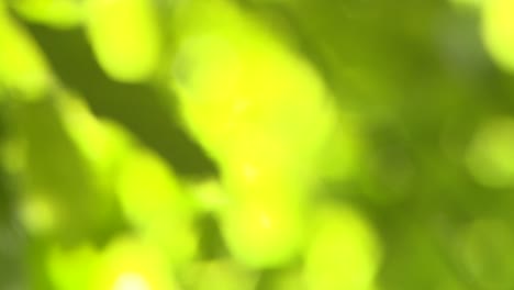 Green-Leaves-Bokeh