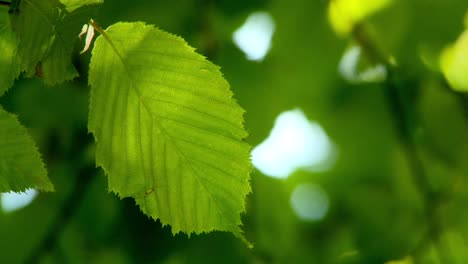 Grünes-Blatt-Im-Sonnenlicht