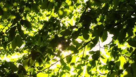 Sun-Through-Leaves