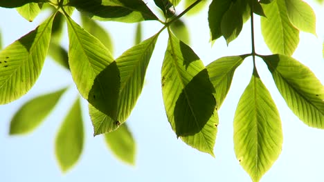 Bright-Green-Leaves-in-Breeze