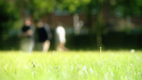 Frisbee-Spielen-Im-Park