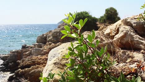 Plant-by-the-Sea-in-Turkey