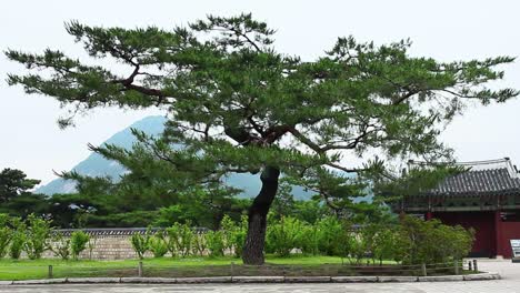 Old-Tree-at-Gyeongbok-Palace,-Korea