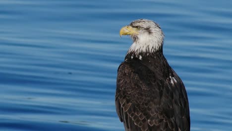 Weißkopfseeadler-Am-Wasser