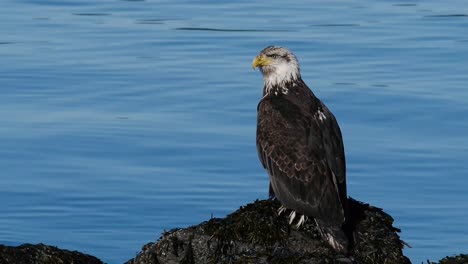 Weißkopfseeadler-Am-Wasser-2