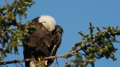 Weißkopfseeadler-Putzt-Federn