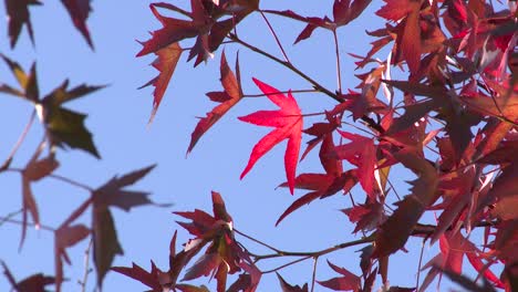 Hojas-de-otoño-rojas-brillantes