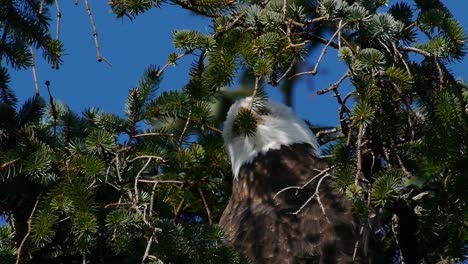 Adler,-Der-Hinter-Ästen-Wacht