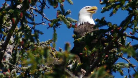 Glücklicher-Adler-Im-Baum