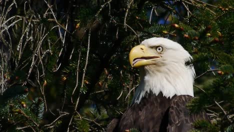 Adler-In-Einem-Baum