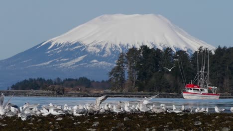 Fishing-Boat-Scaring-Gulls