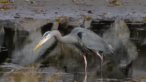 Great-Blue-Herron