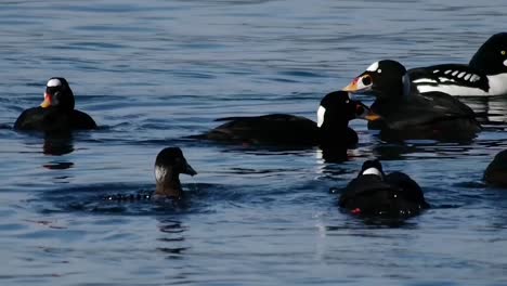 Sea-Birds-Swimming-